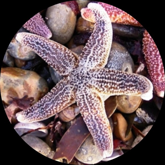 starfish_1969